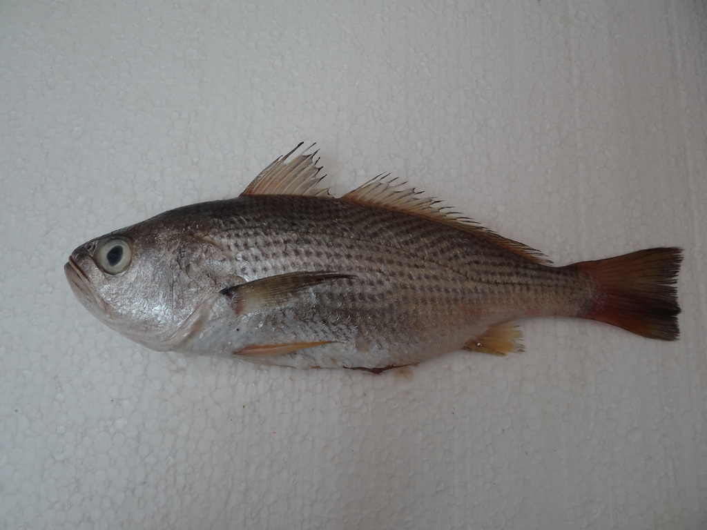 Pacific drum (Larimus pacificus) — Sciaenidae