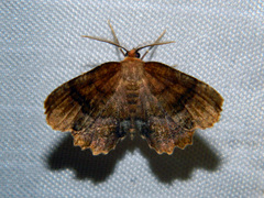 Cepphis armataria