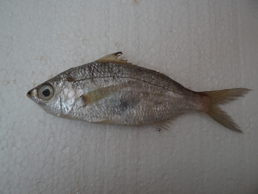 Graceful Mojarra