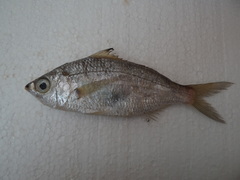 Eucinostomus gracilis