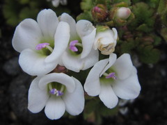 Veronica spathulata