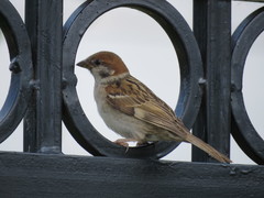 Passer montanus