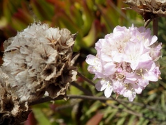 Armeria welwitschii