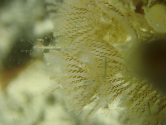 Bugulidae