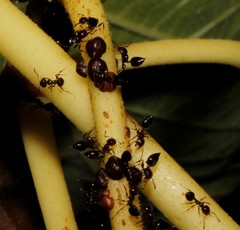 Sphaerolecanium prunastri