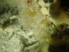 Bugulidae