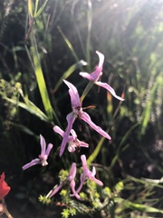 Disa biflora
