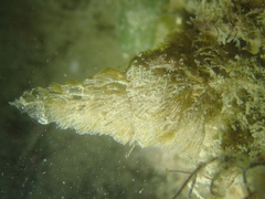 Crisularia plumosa