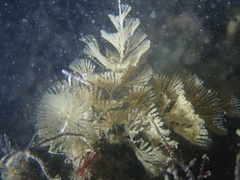 Crisularia plumosa