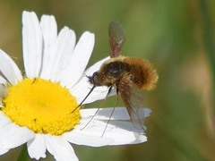 Bombylius mexicanus