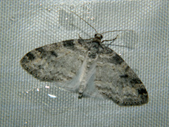 Lobophora nivigerata