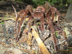 Megaphobema