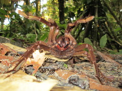 Megaphobema