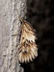 Cynaeda dentalis
