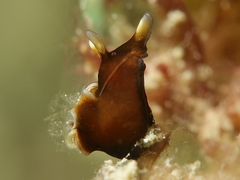 Aplysia nigrocincta