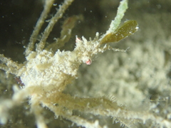 Macropodia deflexa