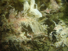 Thecacera pennigera