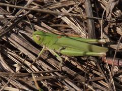 Chorthippus dichrous