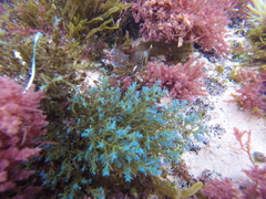 Ericaria selaginoides