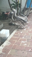 Pelecanus occidentalis