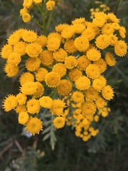 Tanacetum vulgare