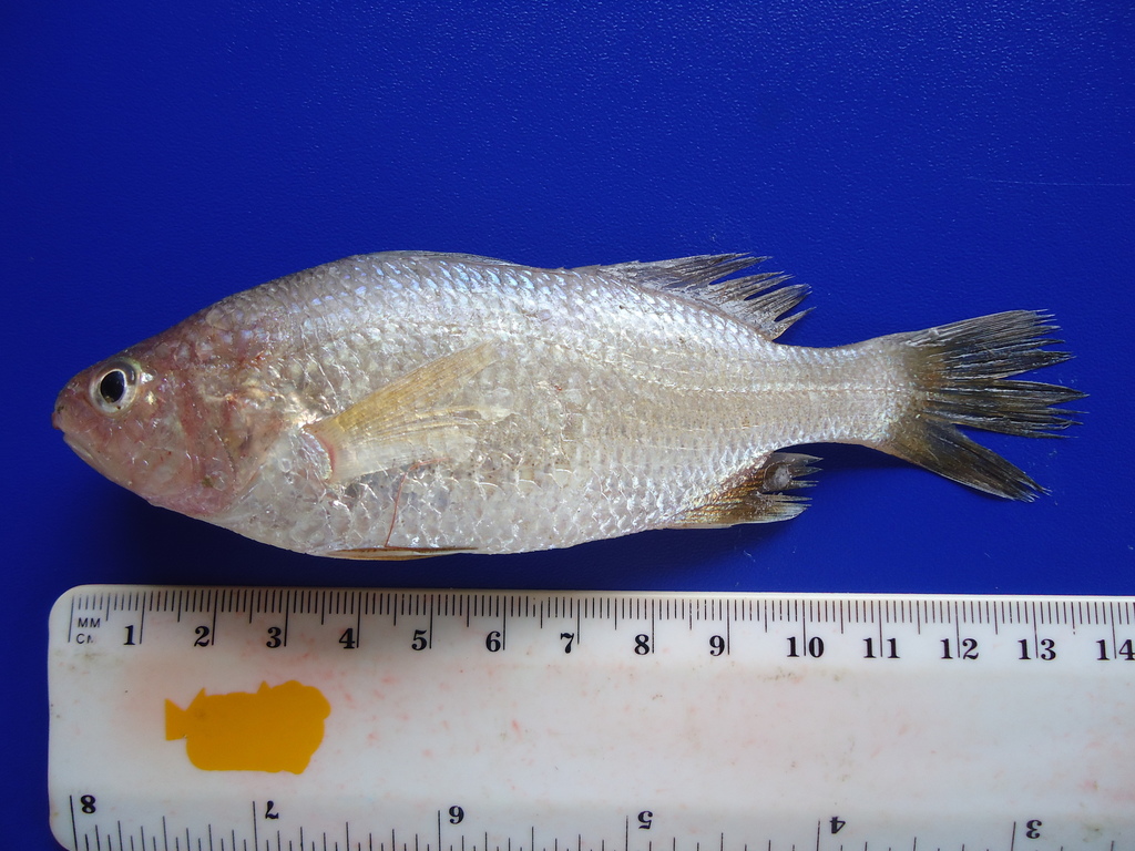Smooth Stardrum