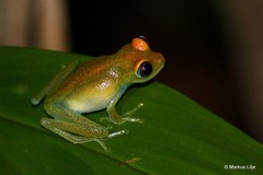 Boophis viridis