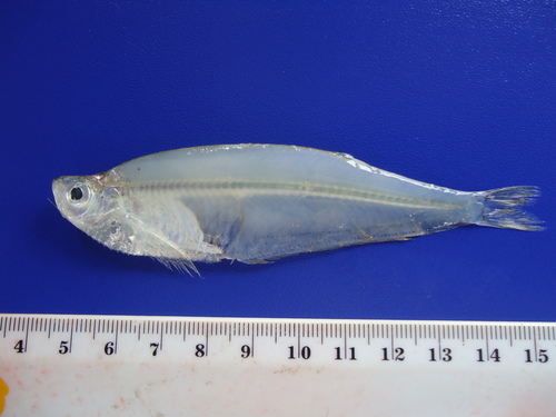 Ecuadorian longfin herring (Opisthopterus equatorialis) — Pristigasteridae