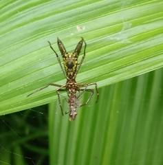 Micrathena pichincha