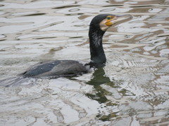Phalacrocorax carbo