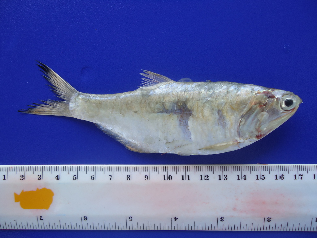 Bigscale Anchovy