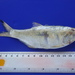 Bigscale Anchovy - Photo (c) Daniel, some rights reserved (CC BY-NC), uploaded by Daniel