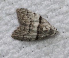 Nola pygmaeodes