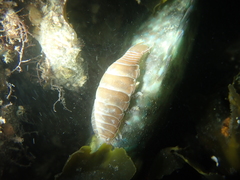 Anilocra frontalis