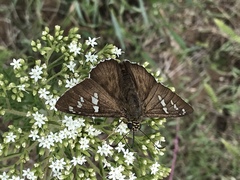 Apyrrothrix araxes araxes