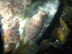 Anilocra frontalis