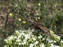 Apyrrothrix araxes araxes