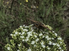 Apyrrothrix araxes araxes