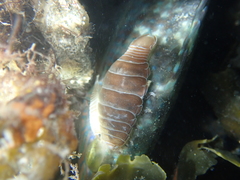 Anilocra frontalis