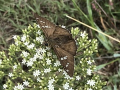 Apyrrothrix araxes araxes