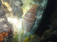 Anilocra frontalis