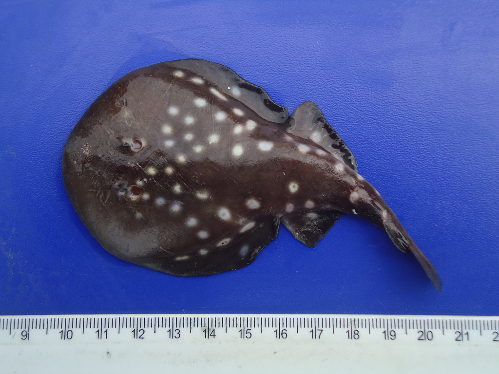 Luipaard-sidderrog (Narcine leoparda) — Narcinidae