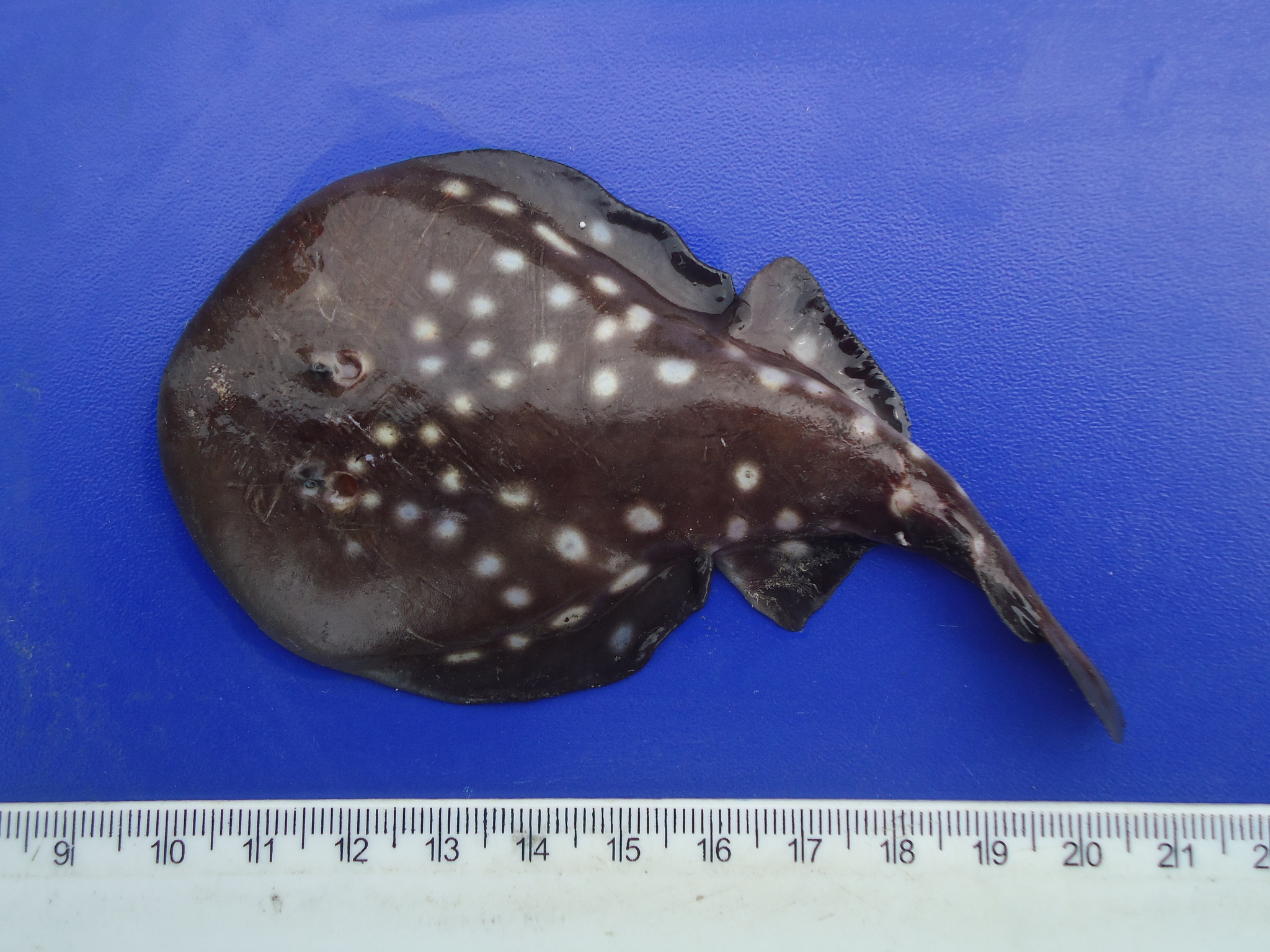 Leopard Numbfish photo 4