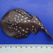 Leopard Numbfish - Photo (c) Daniel, some rights reserved (CC BY-NC), uploaded by Daniel