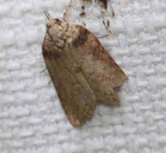 Nycteola indica