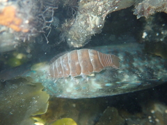 Anilocra frontalis