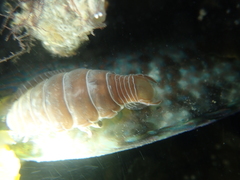 Anilocra frontalis
