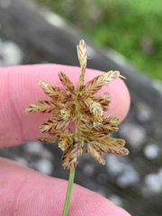Cyperus diandrus