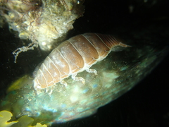 Anilocra frontalis