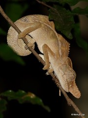 Furcifer rhinoceratus